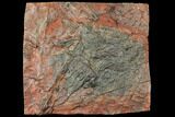 Silurian Fossil Crinoid (Scyphocrinites) Plate - Morocco #134263-1